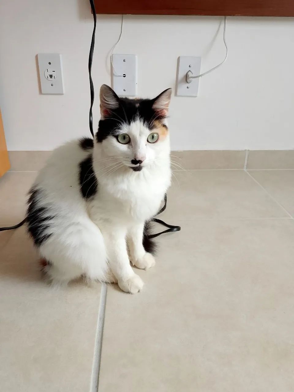 Animais 