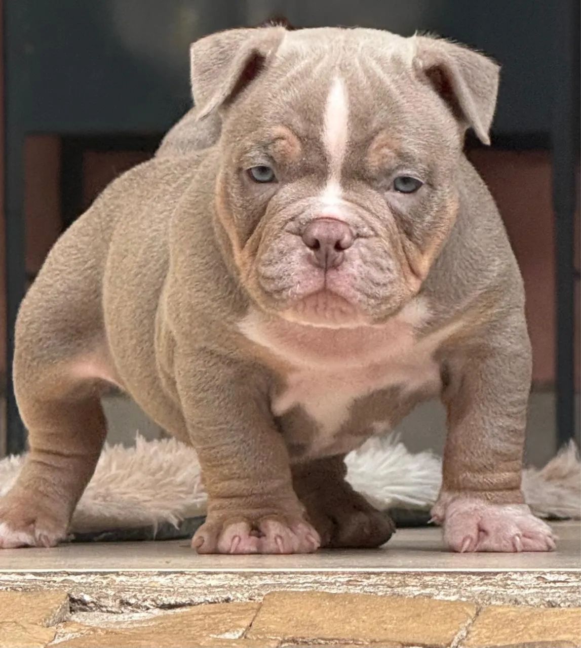 Lindo american bully  - Foto 5