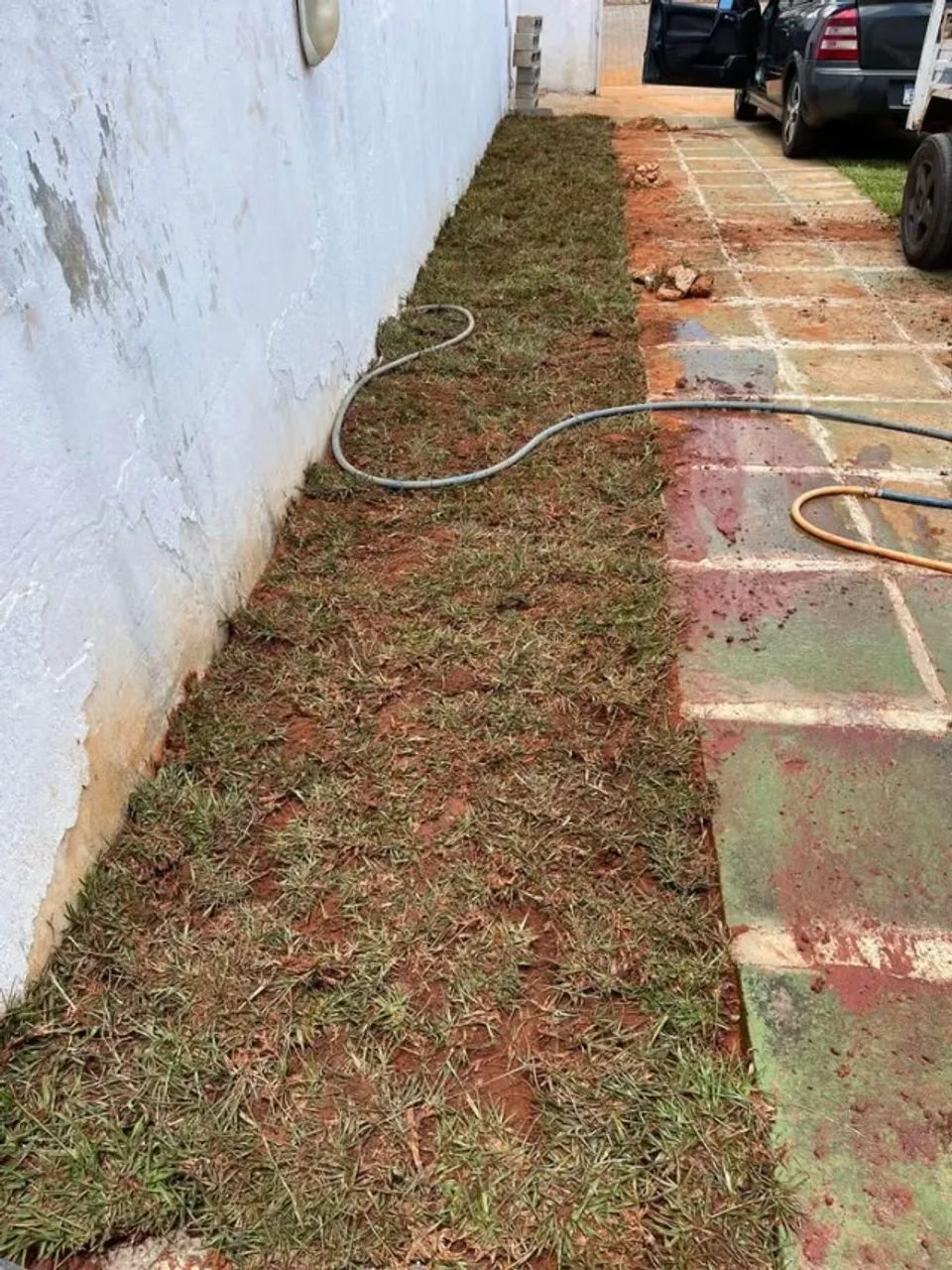 Grama Esmeralda (plantio e vendas) - Foto 2