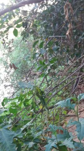 Chácara de 2 hectares em barão de melgaço, nas margem do rio! - Foto 8