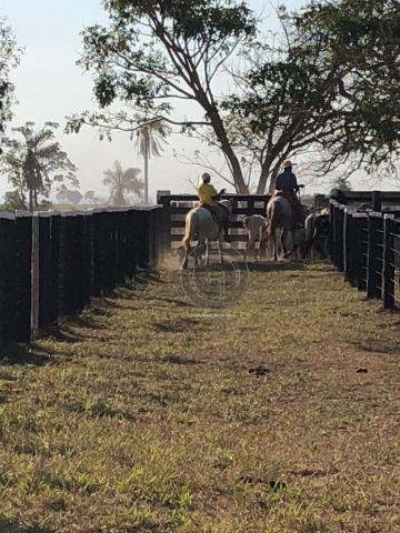 Fazenda 330 ha região chumbo poconé - Foto 20