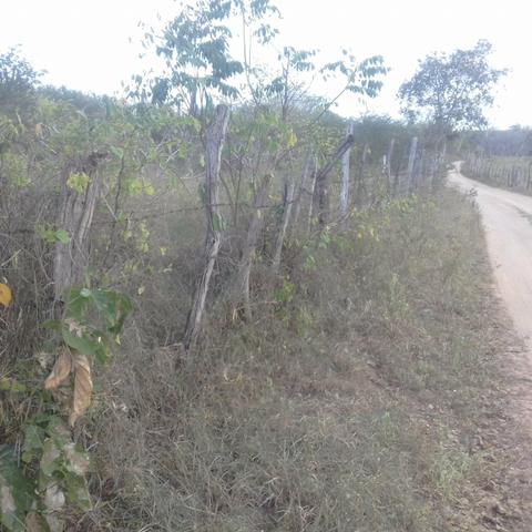 Fazenda em Itaberaba, 78 tarefas, 344 mil metros2 - Foto 4