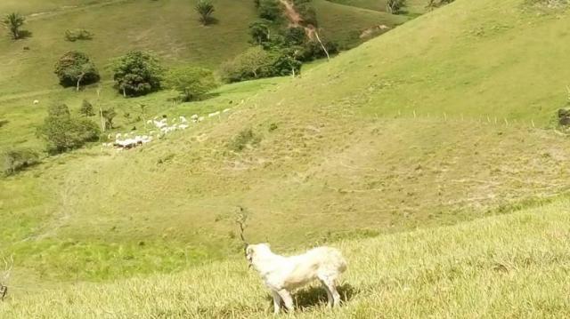 Fazenda para venda em barreiros, barreiros - Foto 6