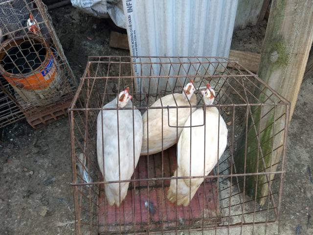 Angolas brancas