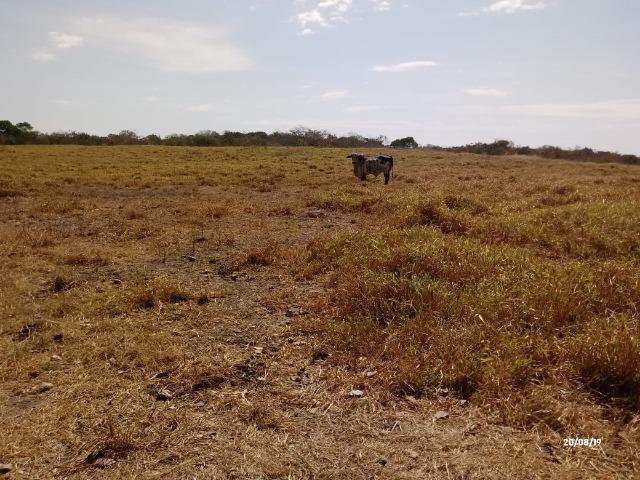 Fazenda abeira do asfalto na estrada da Guia MT 010 apos a entrada de Acorizal - Foto 13
