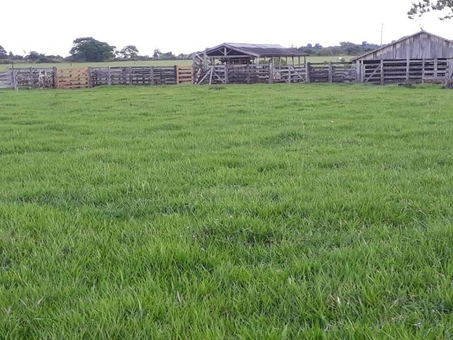 Fazenda em Arenapolis Mato Grasso Terra de Cultura - Foto 19