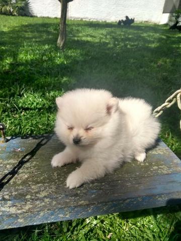 Lulu da Pomerânia Anão Branco - filhote com Pedigree - Ultimo filhote da ninhada