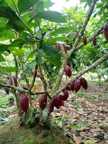 Fazenda Região de Coaraci - Foto 15