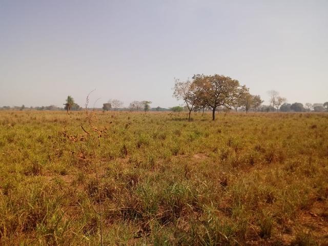 Fazenda em Livramento há 44 km Cuiabá com piscina, muito pasto, represas e lago - Foto 15