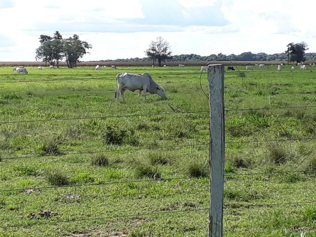 Fazenda em Arenapolis Mato Grasso Terra de Cultura - Foto 14