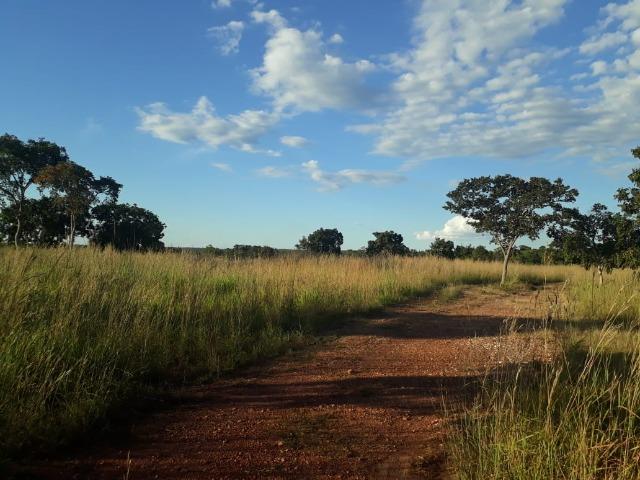 Fazenda para Pecuária com 333 hectares - Foto 3