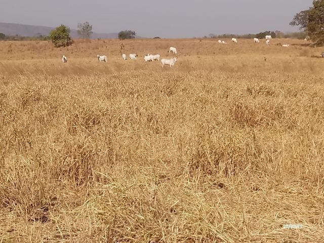 Fazenda abeira do asfalto na estrada da Guia MT 010 apos a entrada de Acorizal - Foto 14