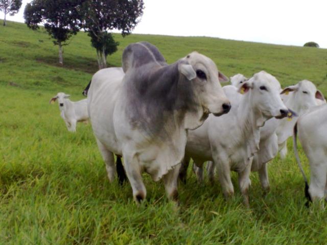 Fazenda Vale do Jequiriçá Amargosa - Foto 15