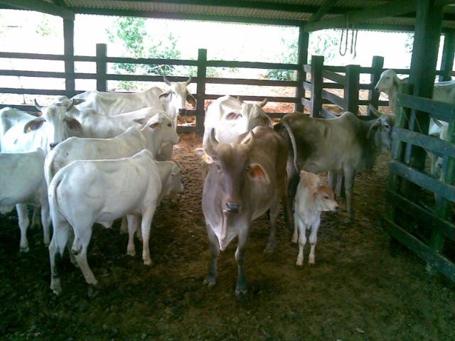 Fazenda Vale do Jequiriçá Amargosa - Foto 17