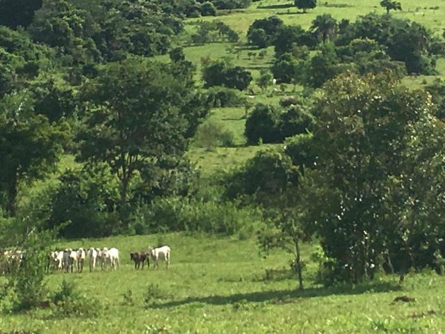 Fazenda Cesarina - Foto 8