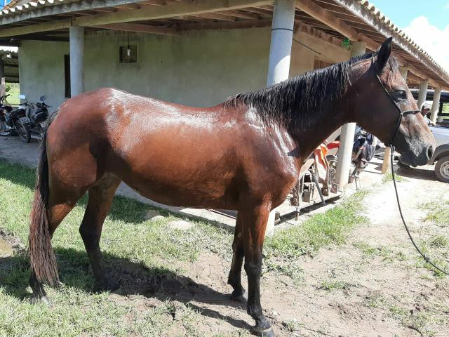Égua Quarto de milha/Mangalarga sem registro