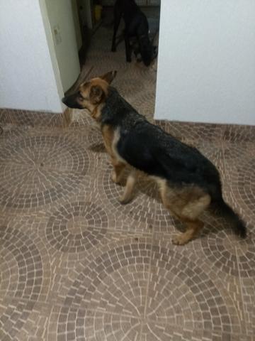 Pastor alemao(manto negro) - Foto 5
