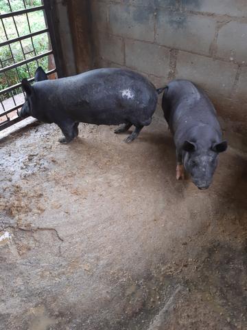 Casal de porco caipira