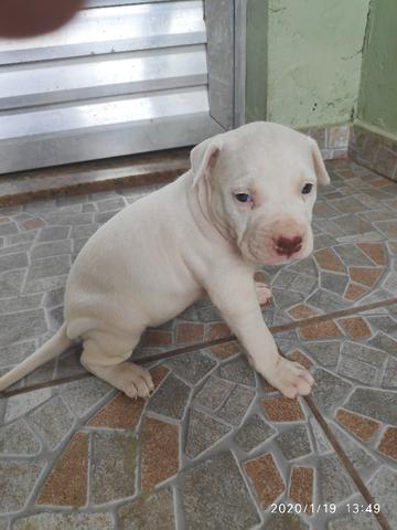 Filhotes PitBull Terrier - Pais com Pedigree