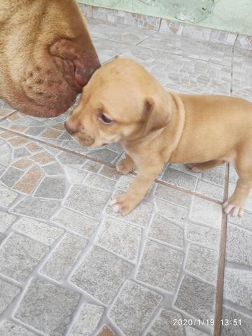 Filhotes PitBull Terrier - Pais com Pedigree - Foto 3