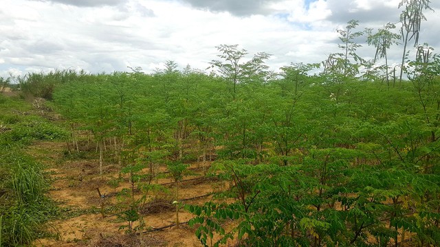 VENDE FAZENDA MARAVILHA  