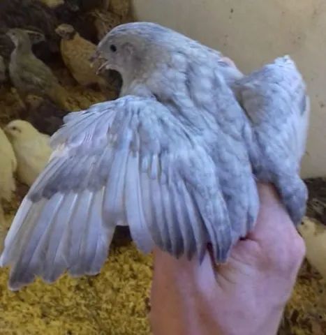 Macho cinza de codorna gigante