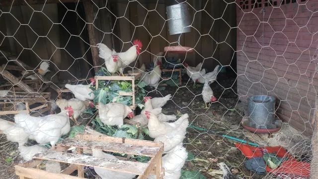 Galinhas poedeiras Raça Embrapa Azur. - Foto 2