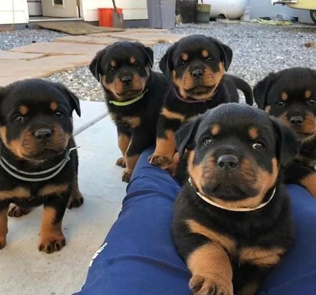 Rottweiler lindos filhotes raça pura cabeça de touro!