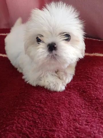 shihtzu - Foto 3