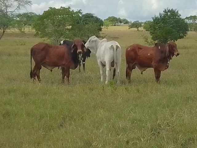 3 Garrote a venda