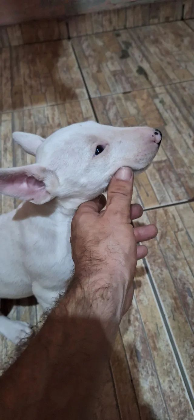 Bull terrier  - Foto 5