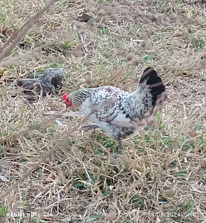 Galinhos garnize  - Foto 3