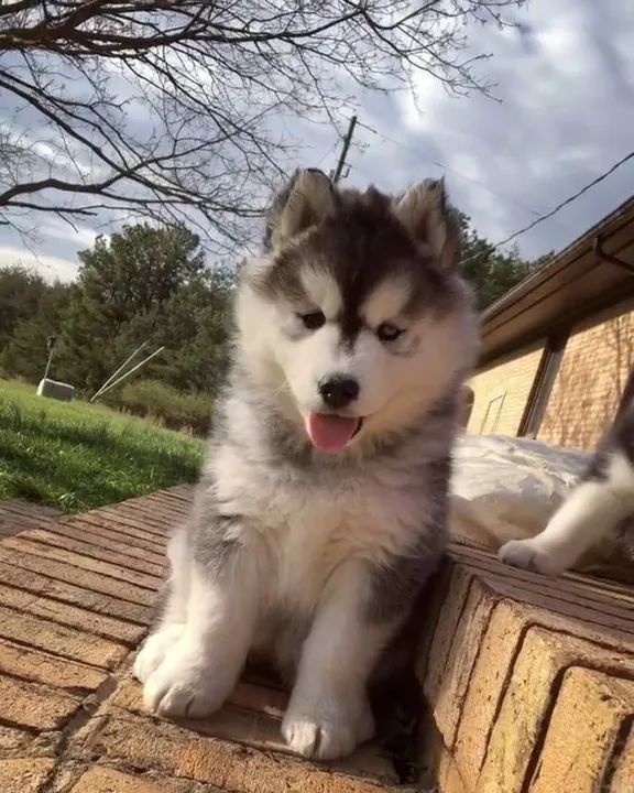 Husky Siberiano filhotes Alegres