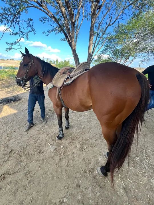 Cavalo,Pronto de direita