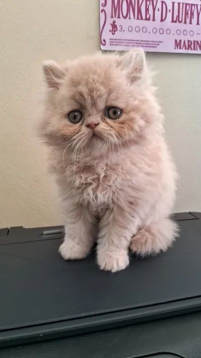 Persas maravilhosos - Foto 6