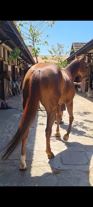 Vendo Cavalo Puro Sangue 