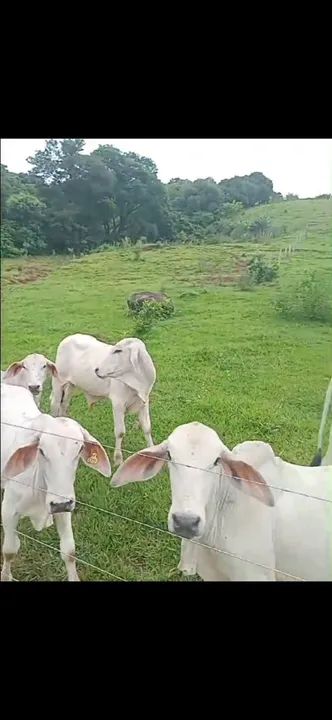 Bezerros Tabapuã  - Foto 3