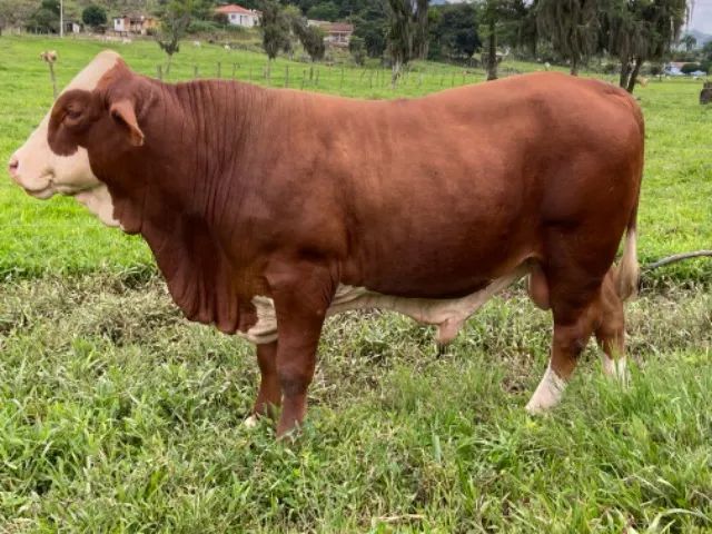 Touro braford - Foto 3
