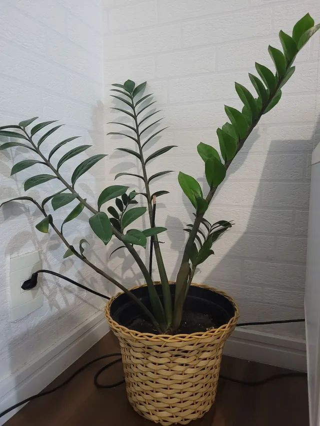 Zamiocuca