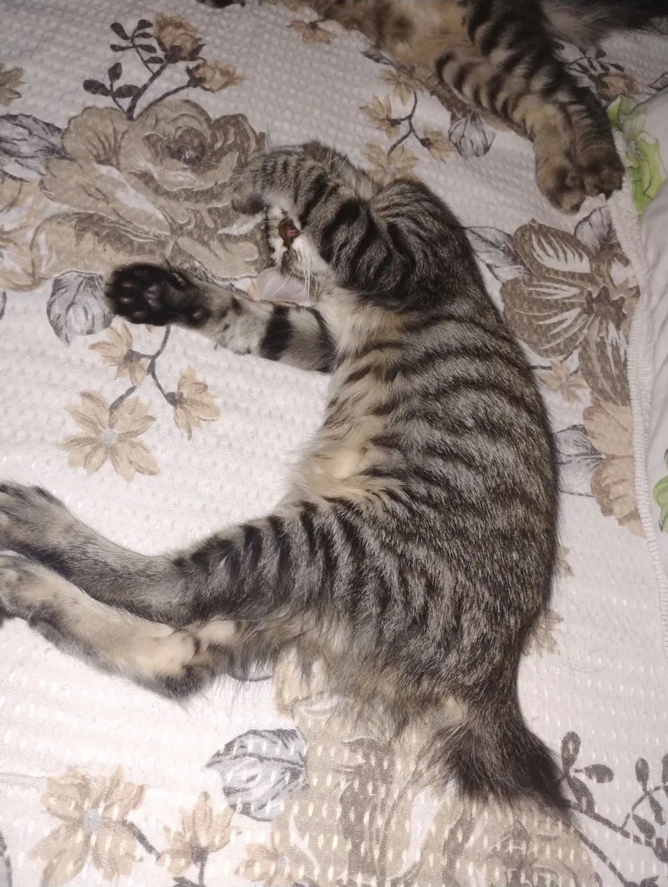 2 gatos pra doação  - Foto 2
