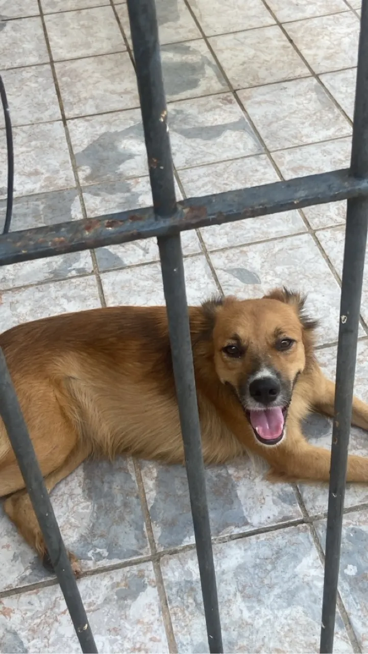 Cãozinho super simpático para adoção