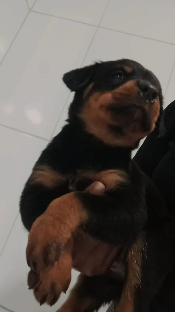 Filhote de Rottweiler disponível!