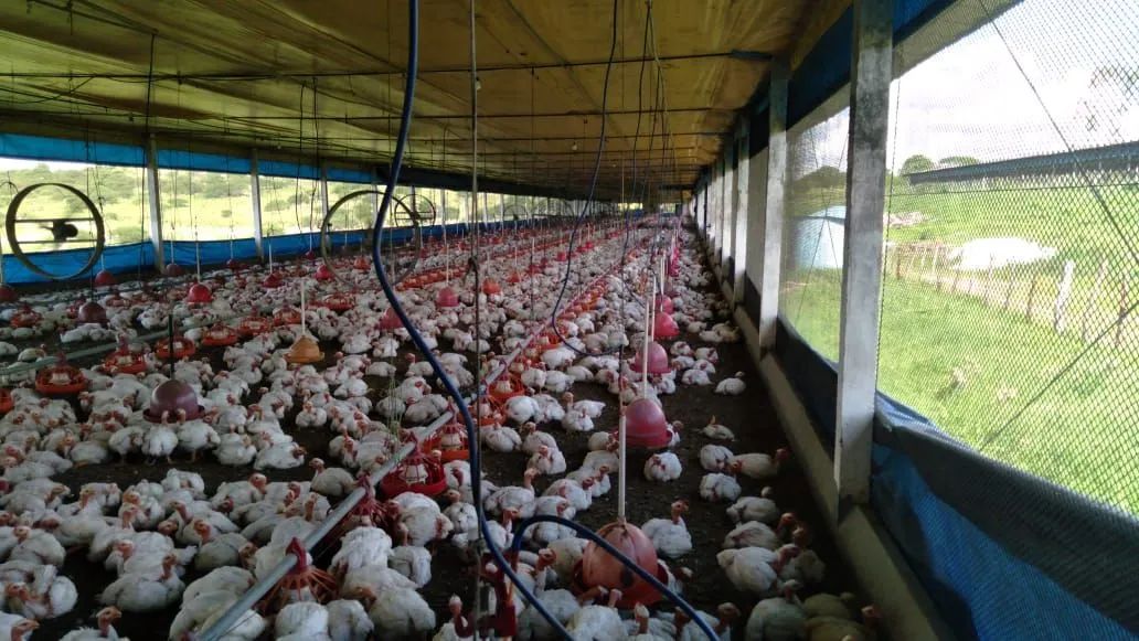 Galinheiro industrial completo - Foto 3