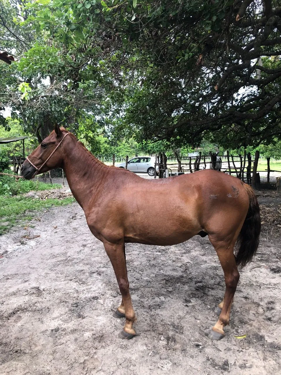 Cavalo Castrado