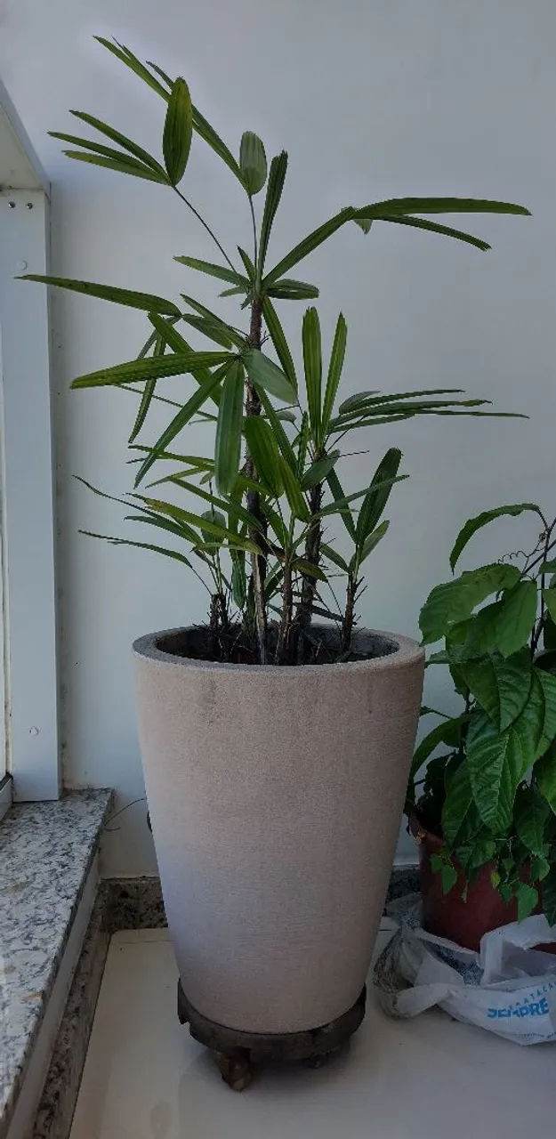 Planta Ornamental em Vaso Decorativo com suporte de rodinhas