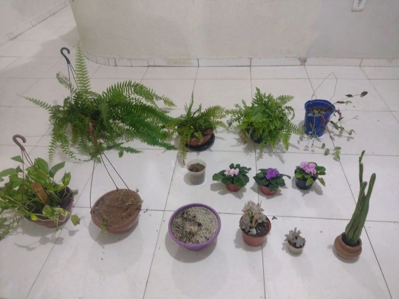 Estou doando essas plantas estou mudando para outro estado - Foto 3