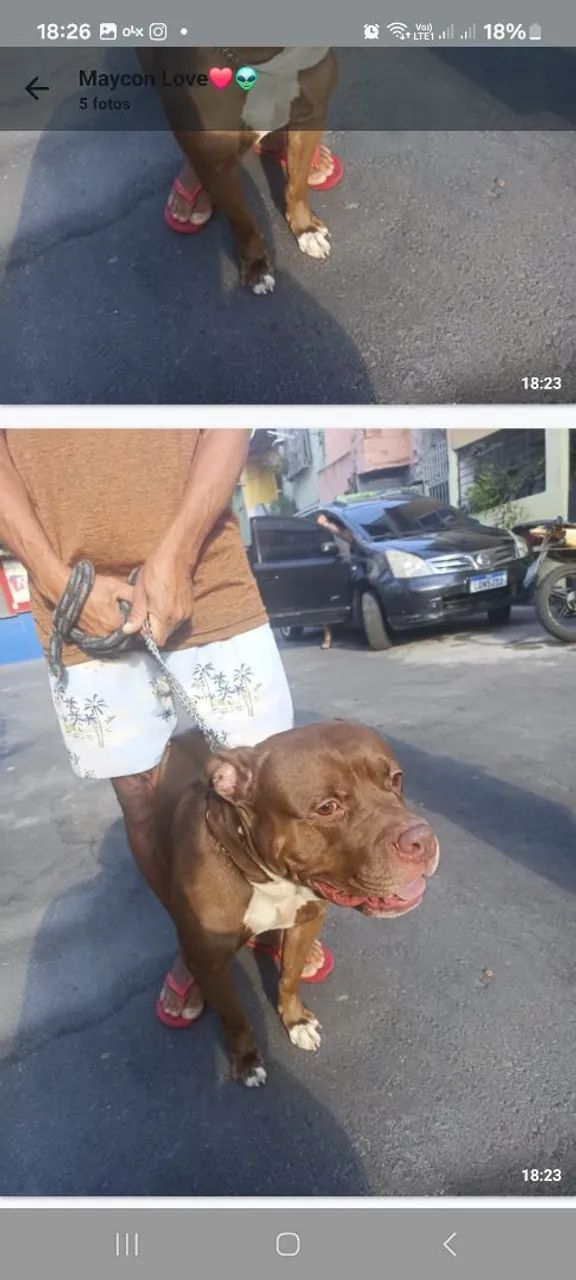 Filhote de pitbull 