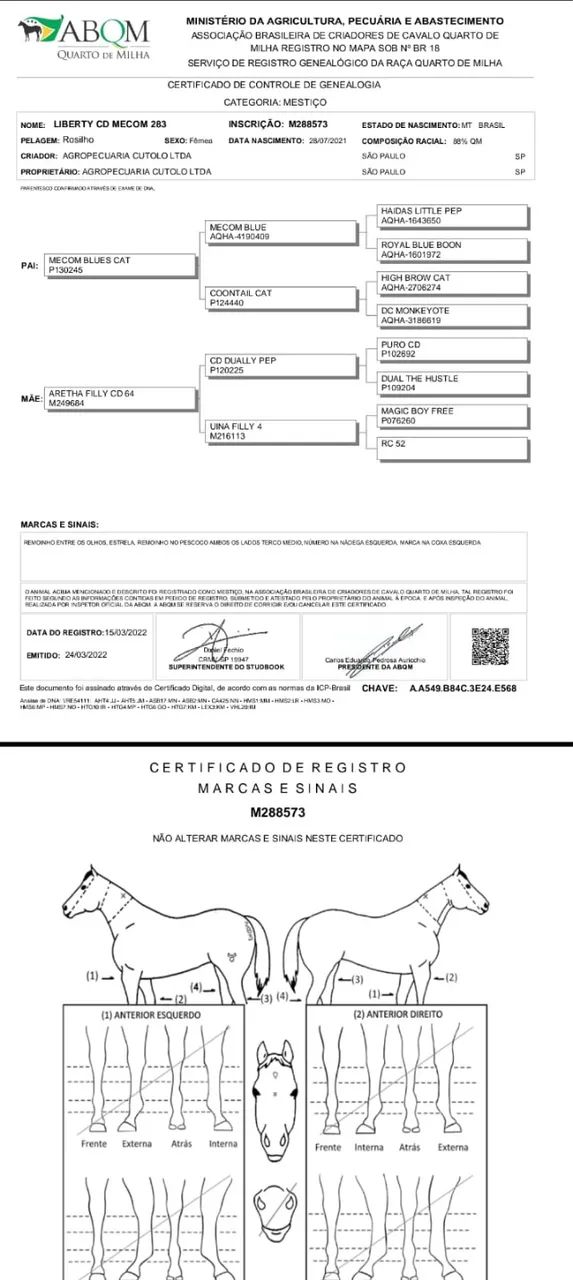 Égua quarto de milha  - Foto 2