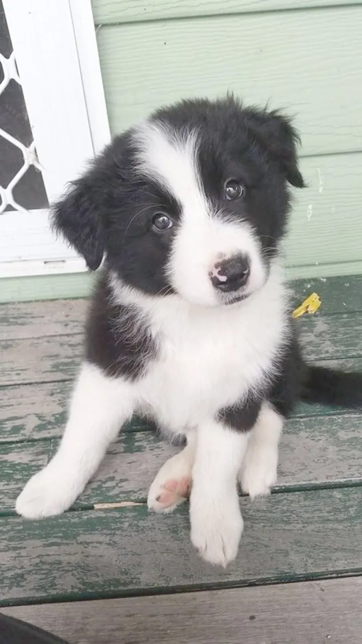 Border Collie Filhotes limpinhos e com pedigree opcional