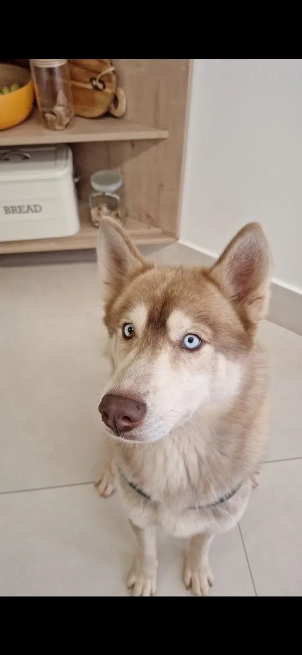 Husky Siberiano Belíssimo - Procura Namorada